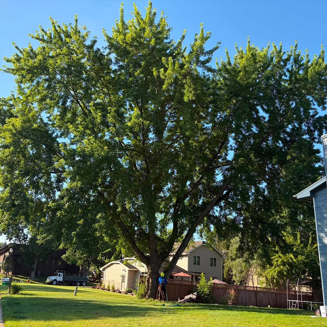 Tree Pruning Service