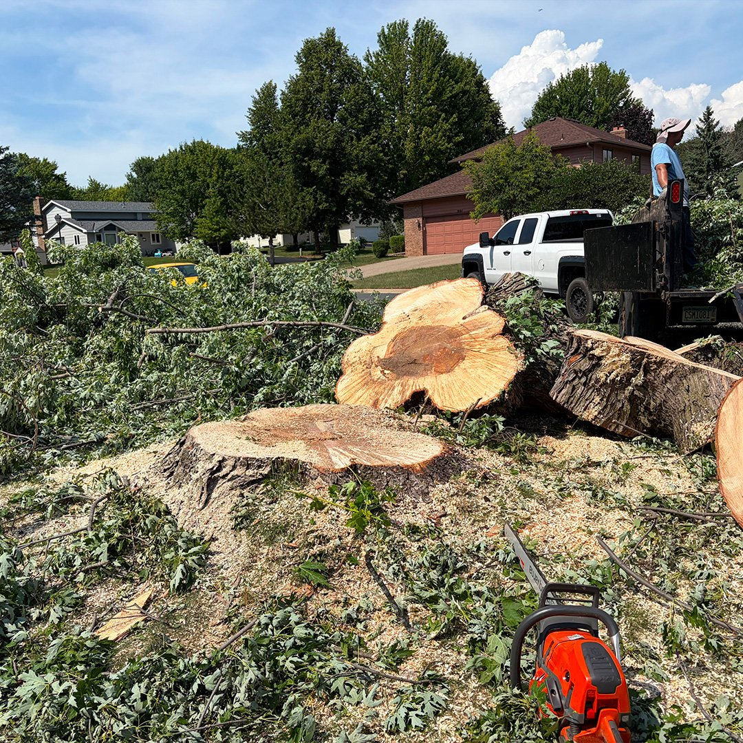 Removing Tree Roots